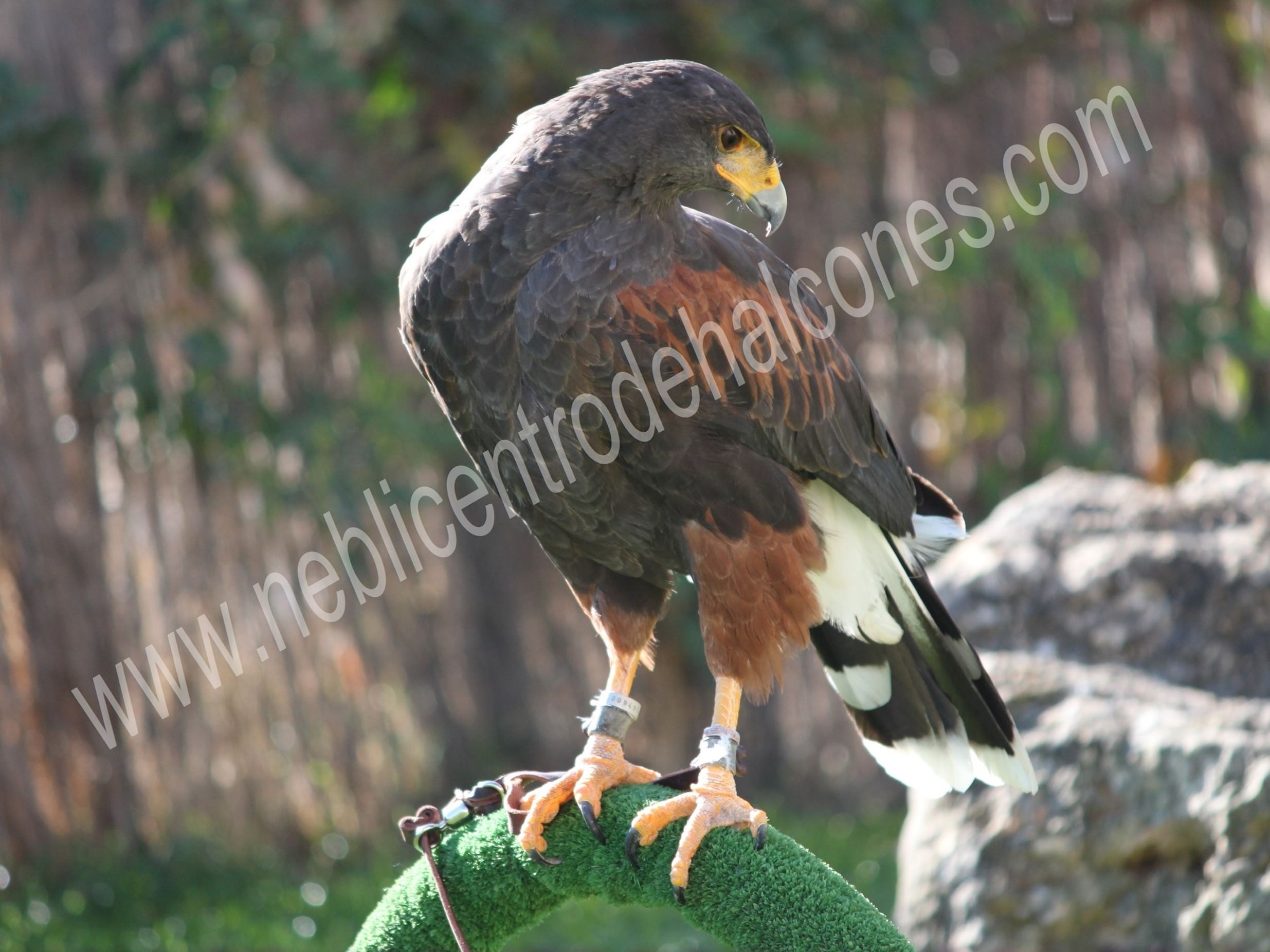 PADI  HEMBRA HARRIS HAWK · DATE 2009, WEIGHT 1100 GRMS