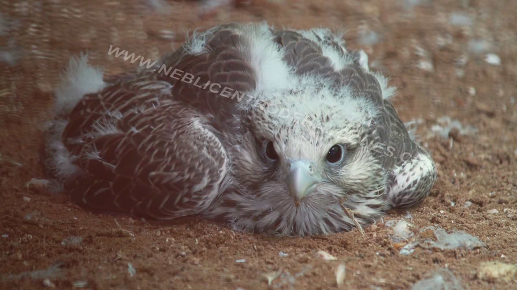 cria hibrido nebli centro halcones