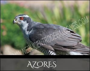 Azores Reproductoes