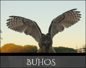 Buhos | Owls | Snowy-Owl