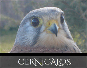 Cernicalos | Common-kestrels