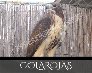 Colarojas | Redtail