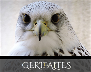 Gerifaltes | Gyr falcons 