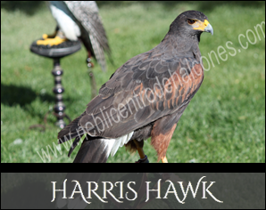 Harris Hawk Reproductores