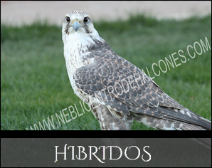 Halcones Hibridos | Hybrids
