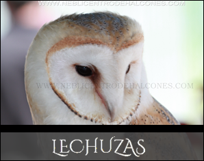 Lechuzas | Barn owl tyto alba